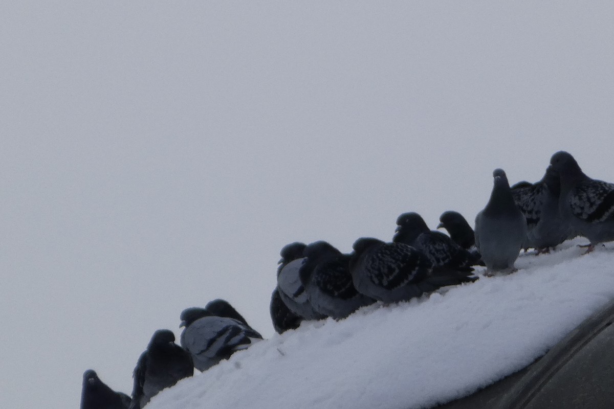 Rock Pigeon (Feral Pigeon) - ML645851555