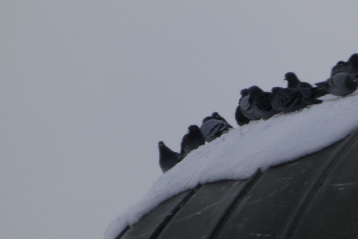 Rock Pigeon (Feral Pigeon) - ML645851556