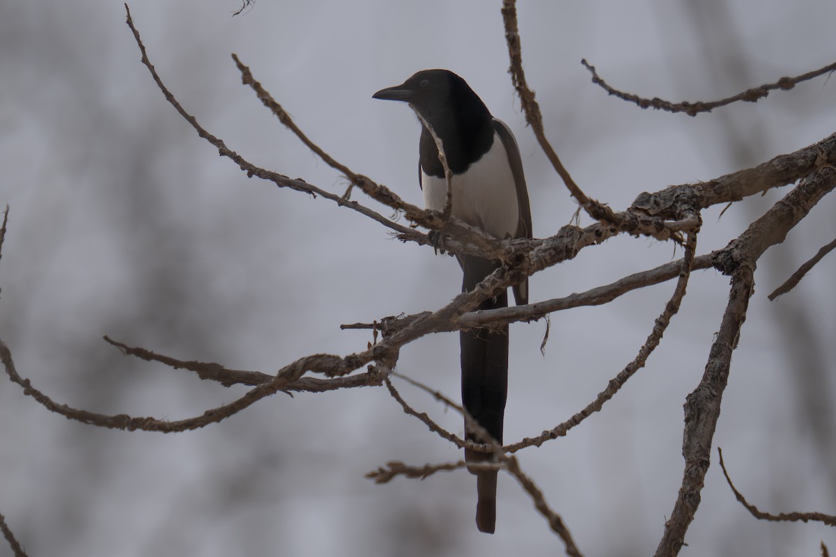 straka americká - ML645851561