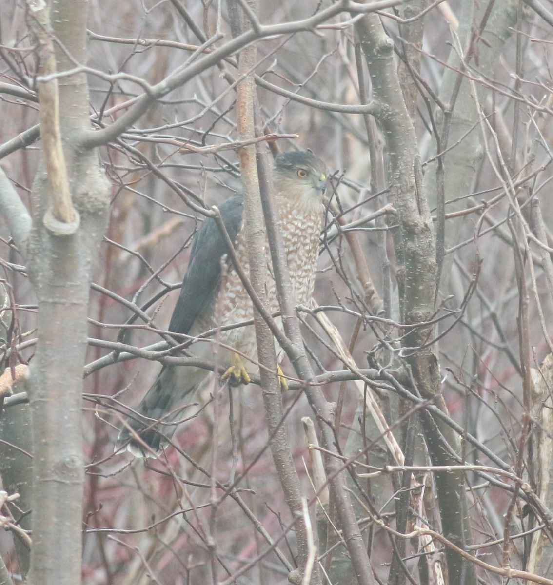 jestřáb americký - ML645851564