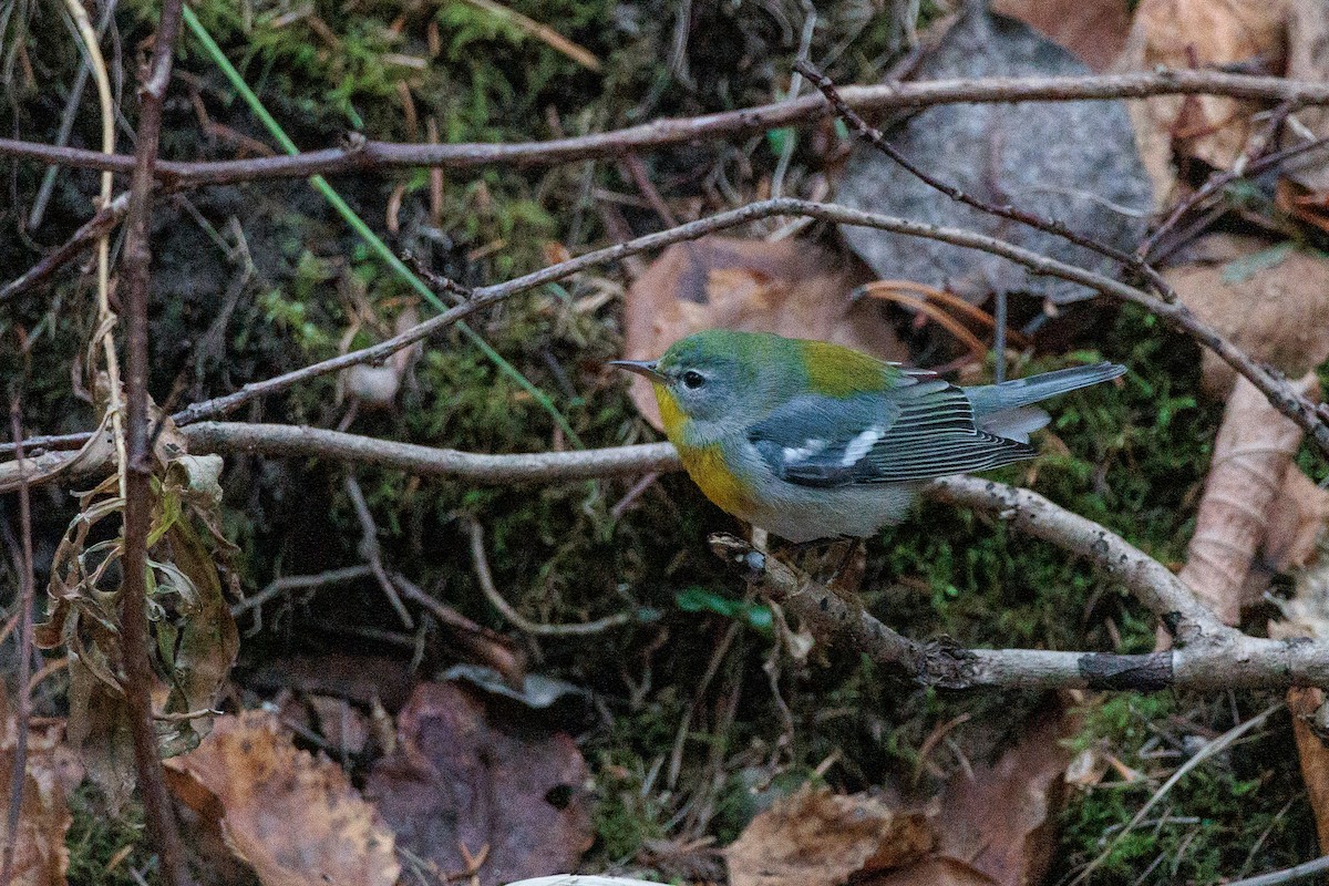 Northern Parula - ML645851576