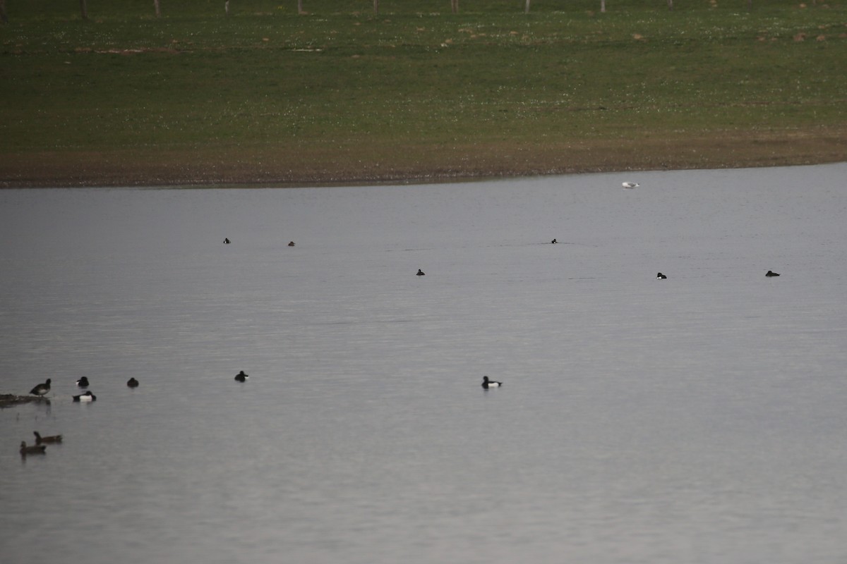 Tufted Duck - ML645851577