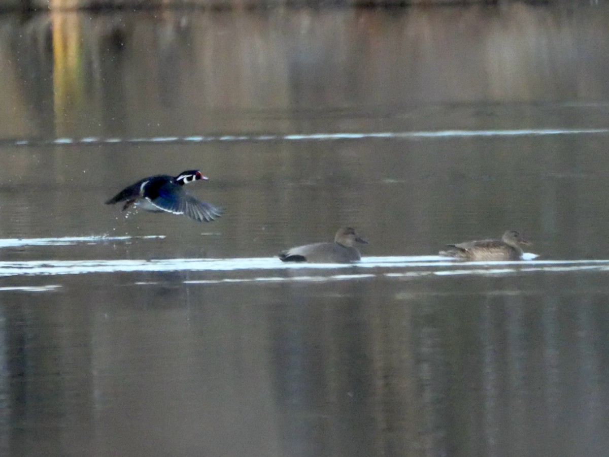 Wood Duck - ML645851581