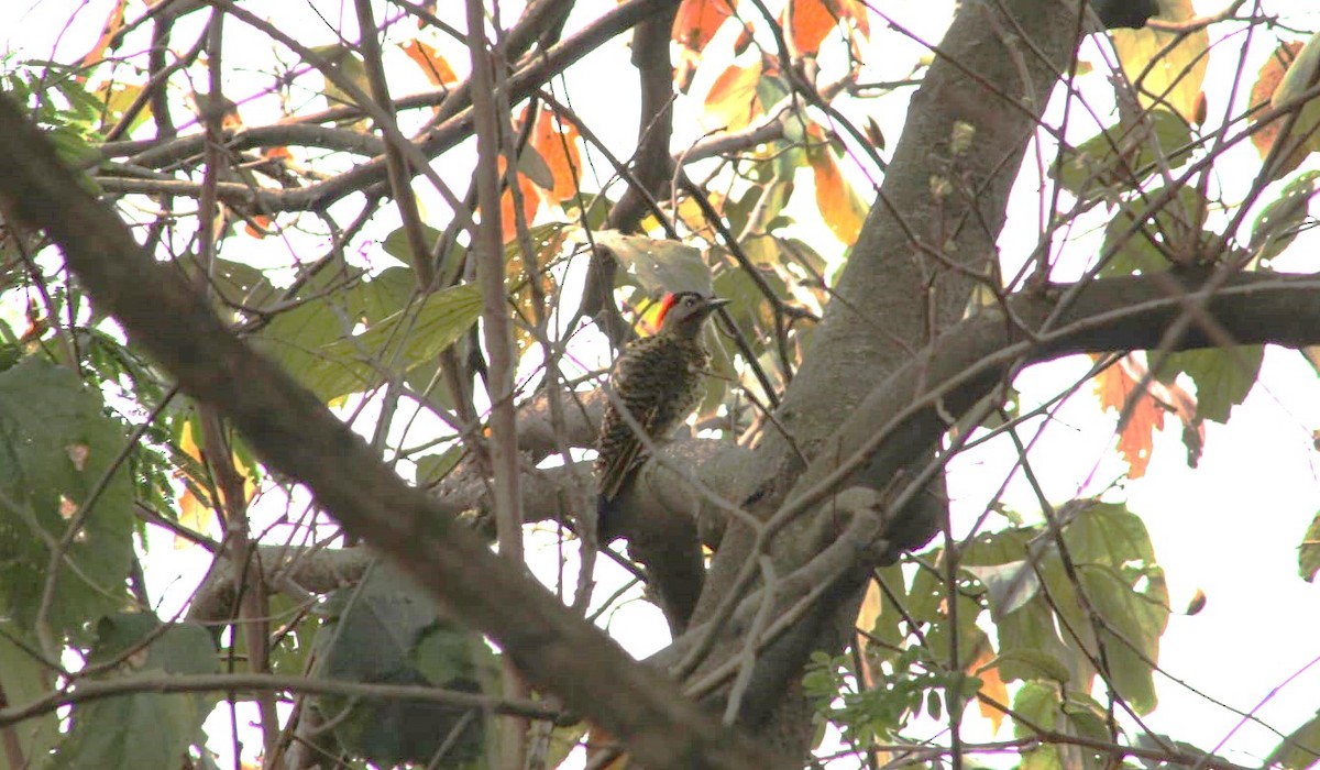 Green-barred Woodpecker - ML645851589