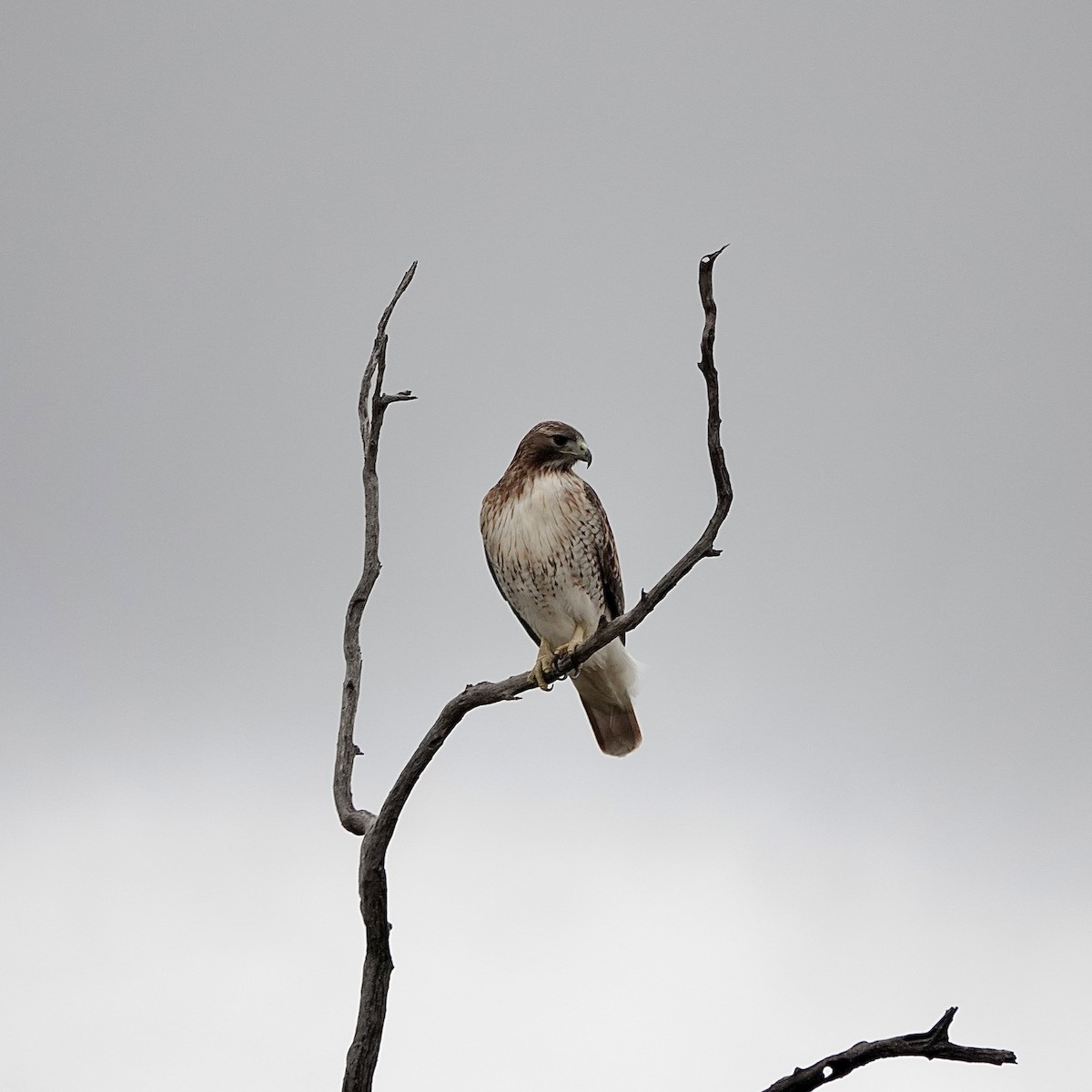 Red-tailed Hawk - ML645851591