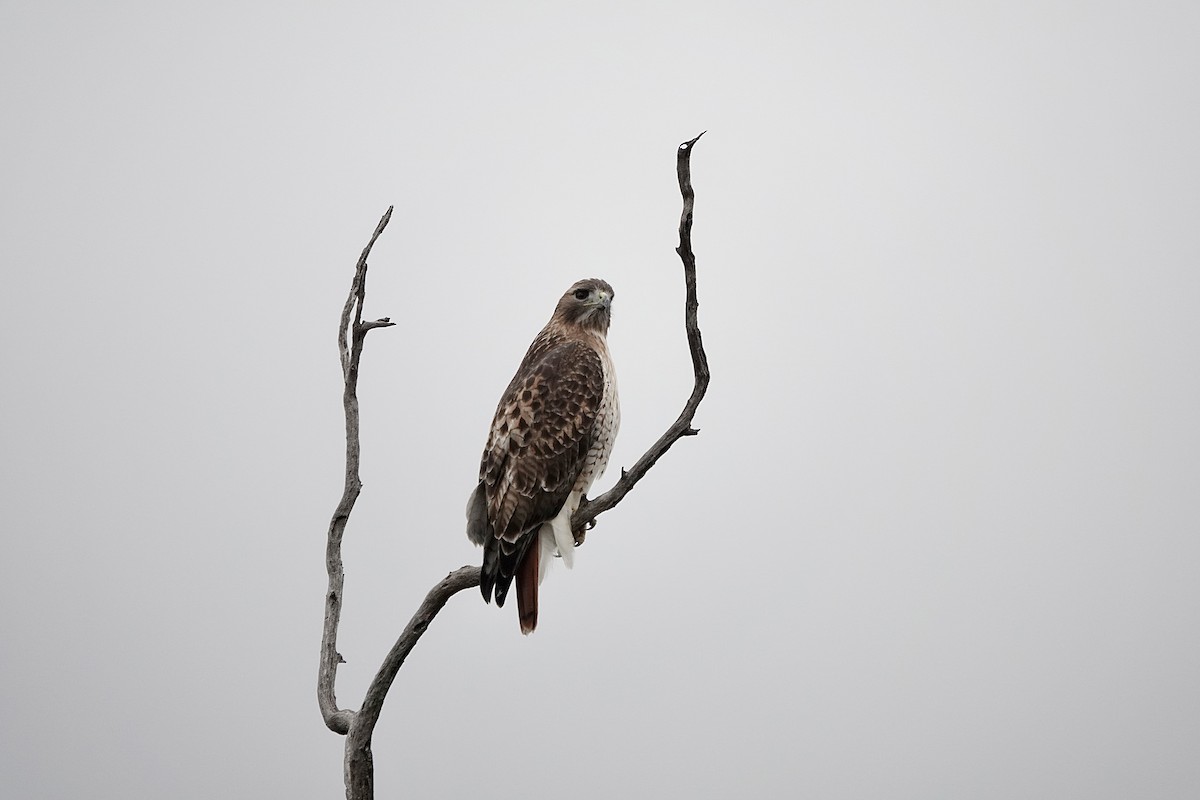 Red-tailed Hawk - ML645851592