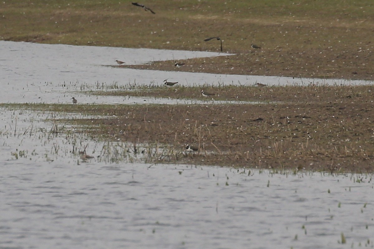 Northern Lapwing - ML645851597