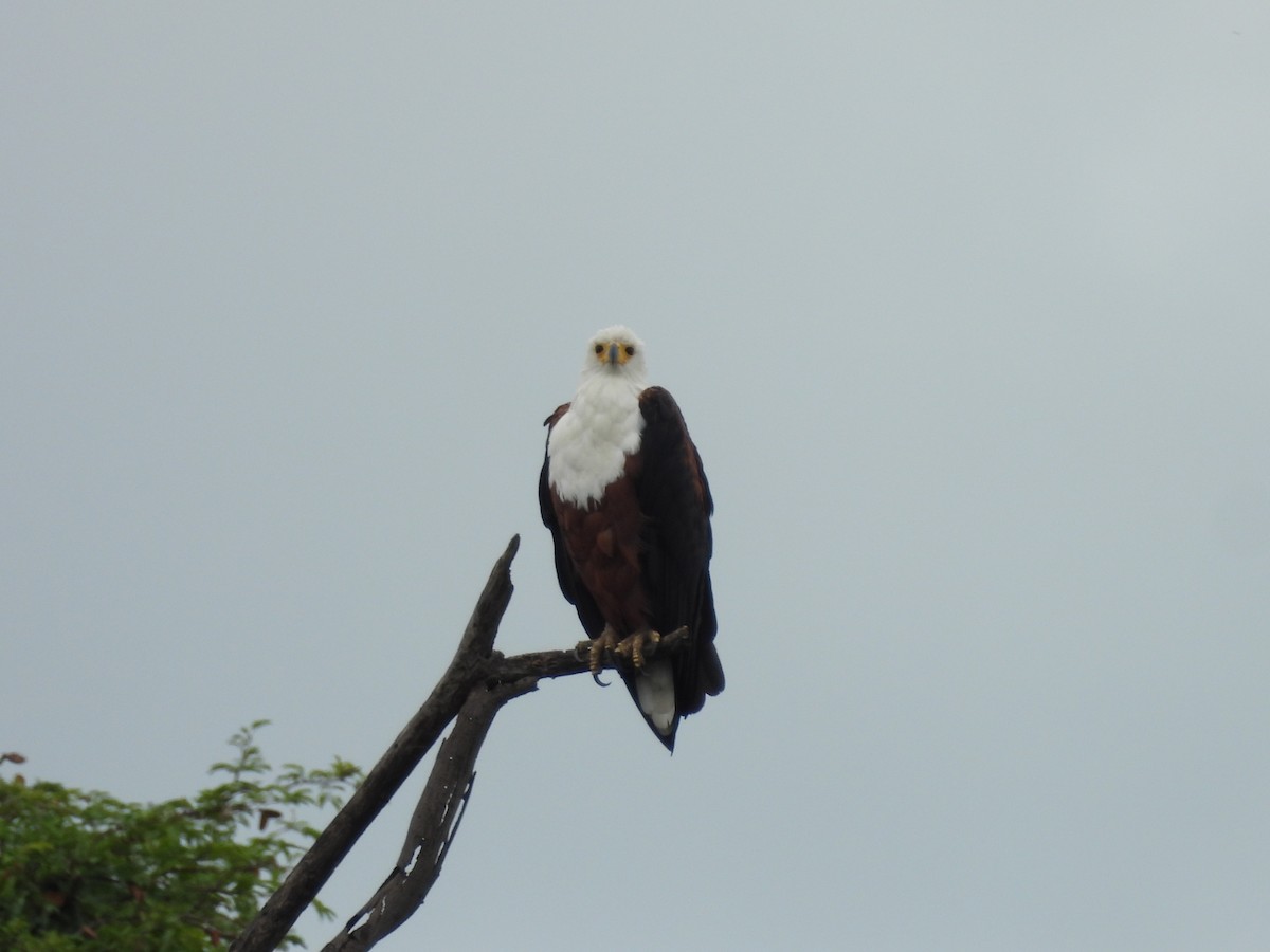 flodørn - ML645851598