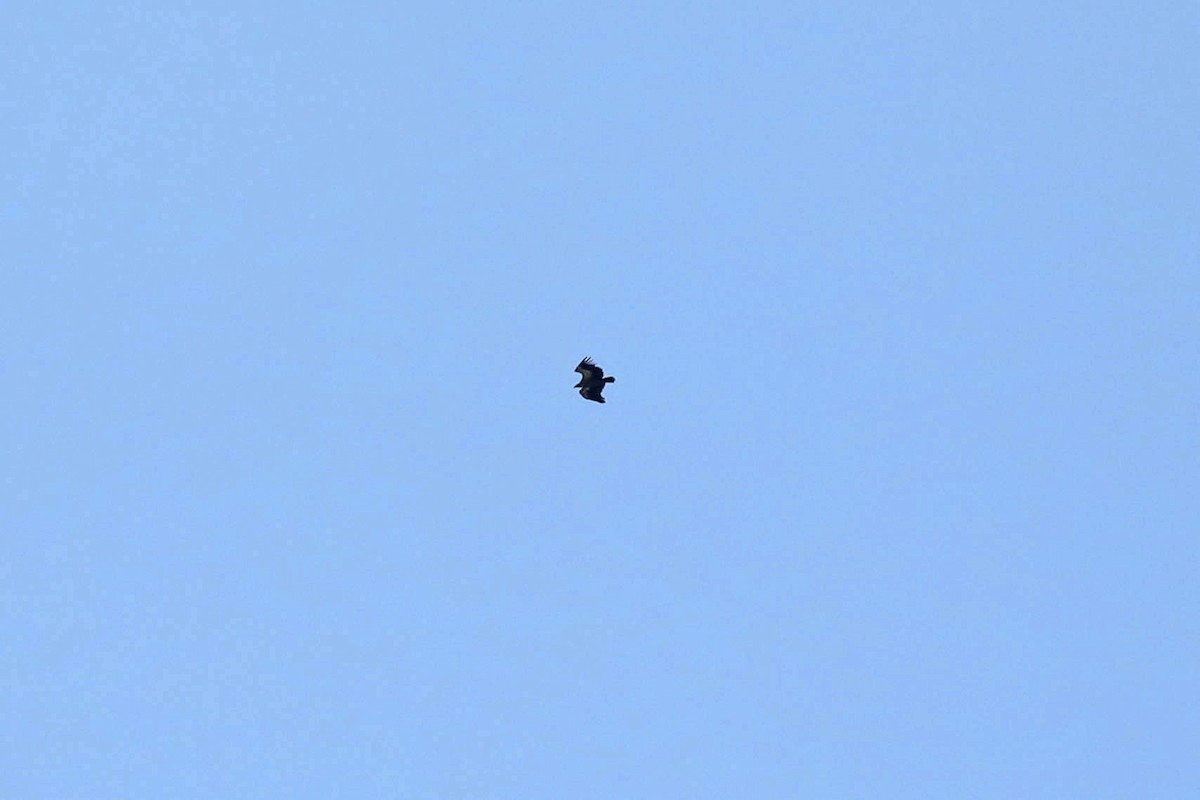 White-backed Vulture - ML645851599