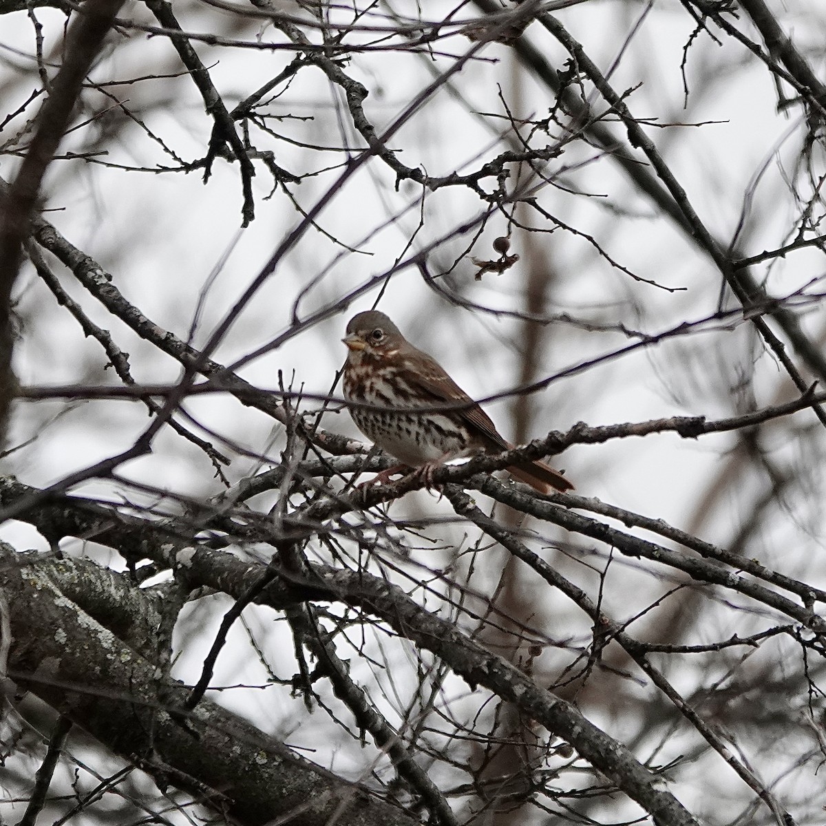 Fox Sparrow - ML645851601