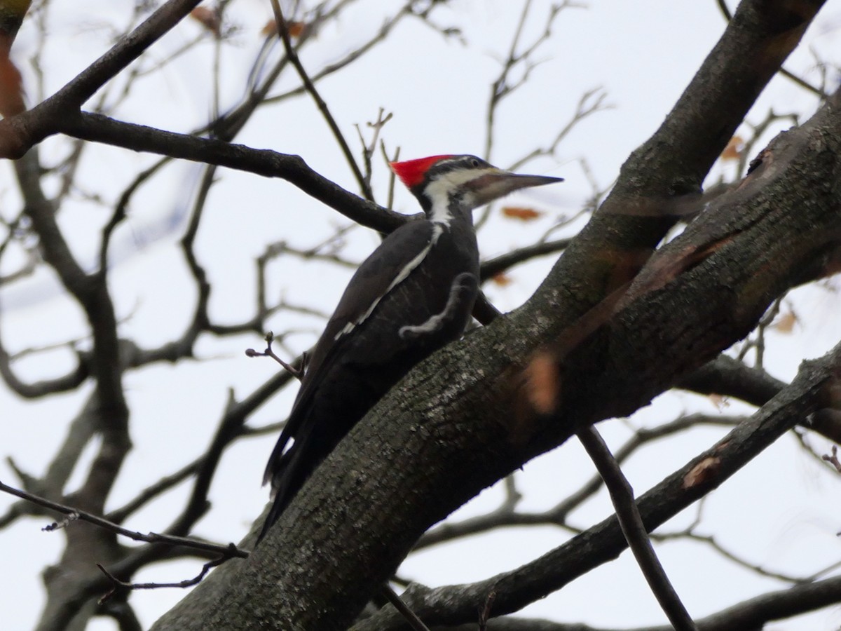 Pileated Woodpecker - ML645851607