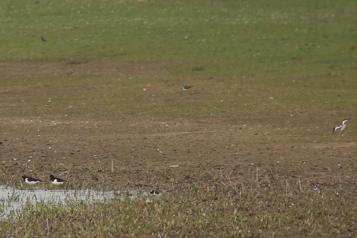 Eurasian Oystercatcher - ML645851614