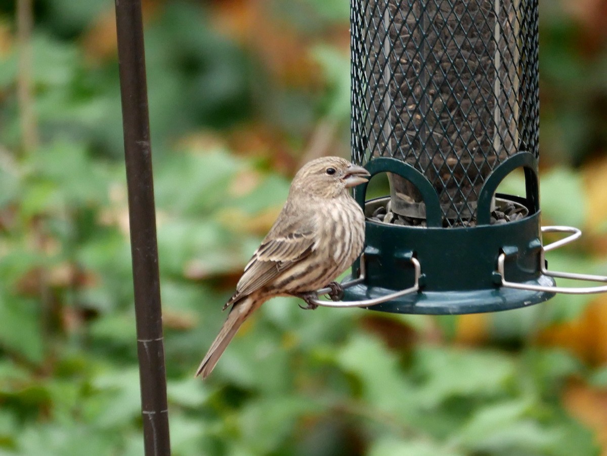House Finch - ML645851615