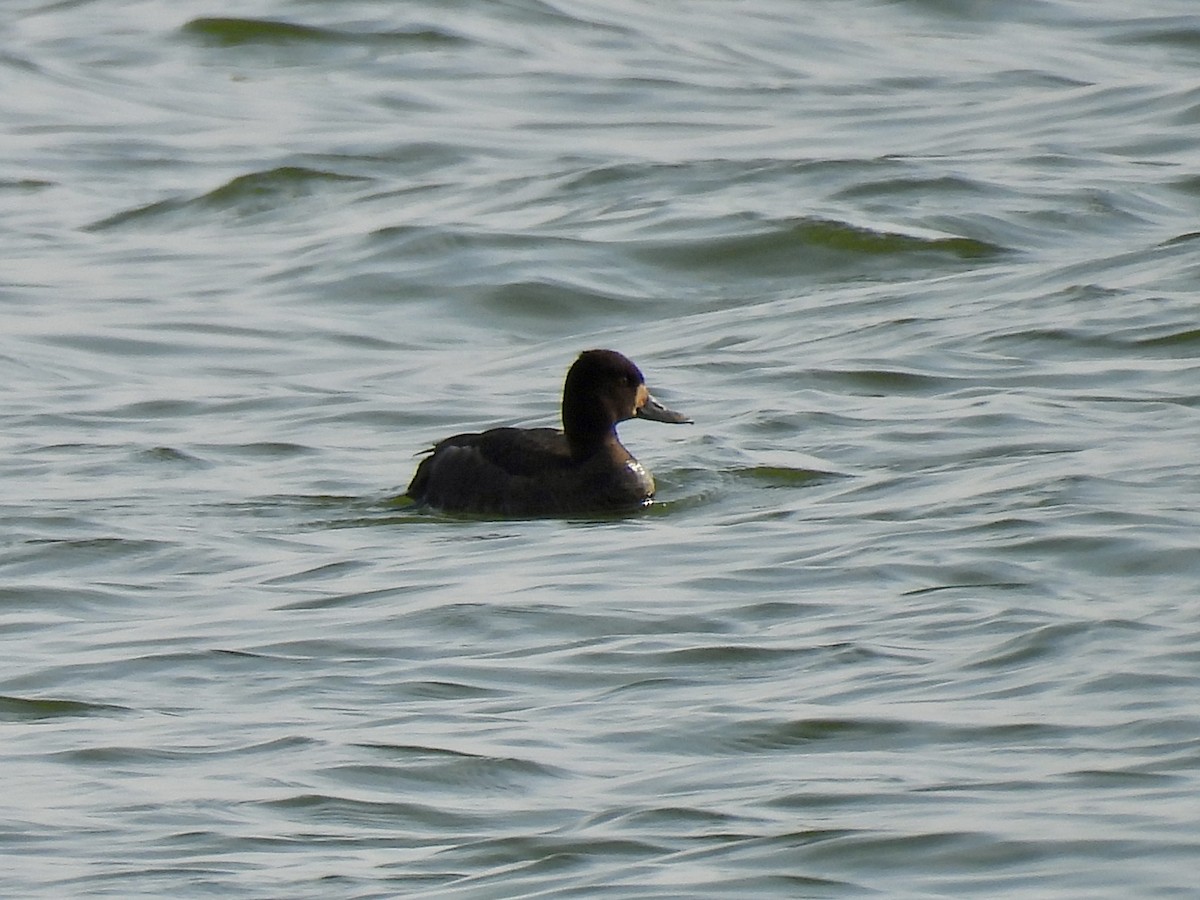 Lesser Scaup - ML645851628