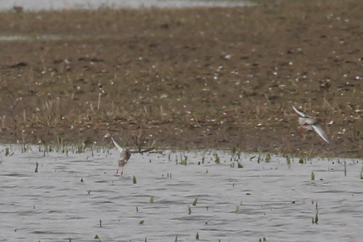 Common Redshank - ML645851638