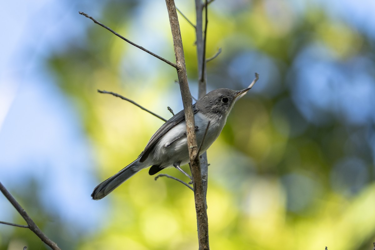 Blue-gray Gnatcatcher - ML645851643