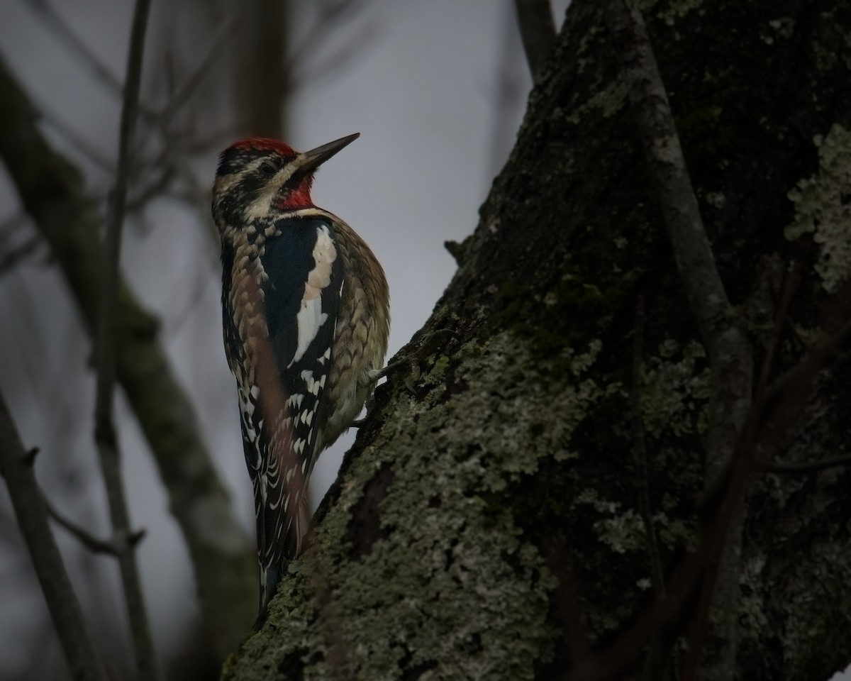 Yellow-bellied Sapsucker - ML645851650