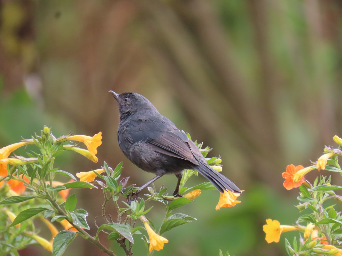 Black Flowerpiercer - ML645851651