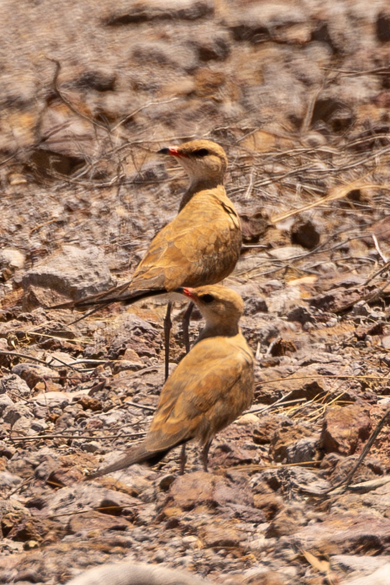 Pratinkola australiarra - ML645851652