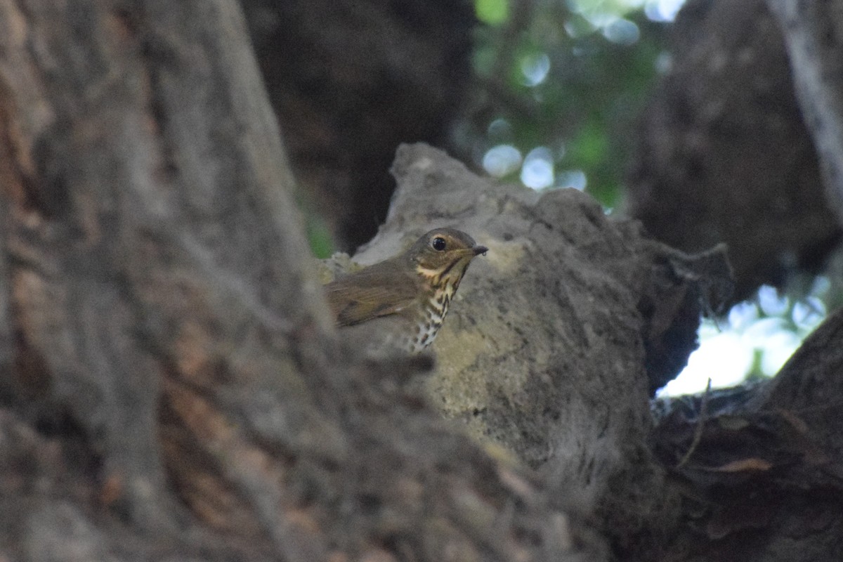Swainson's Thrush - ML645851655