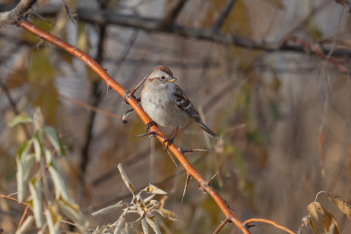 American Tree Sparrow - ML645851656