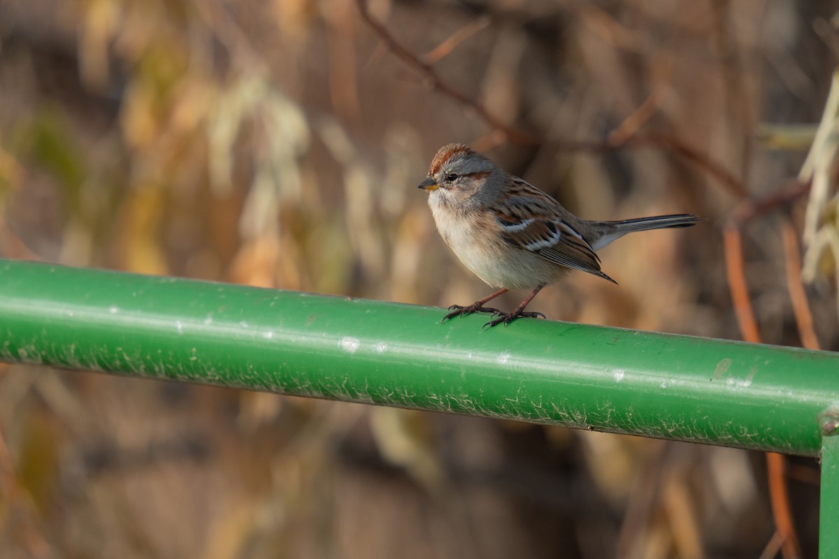 American Tree Sparrow - ML645851657
