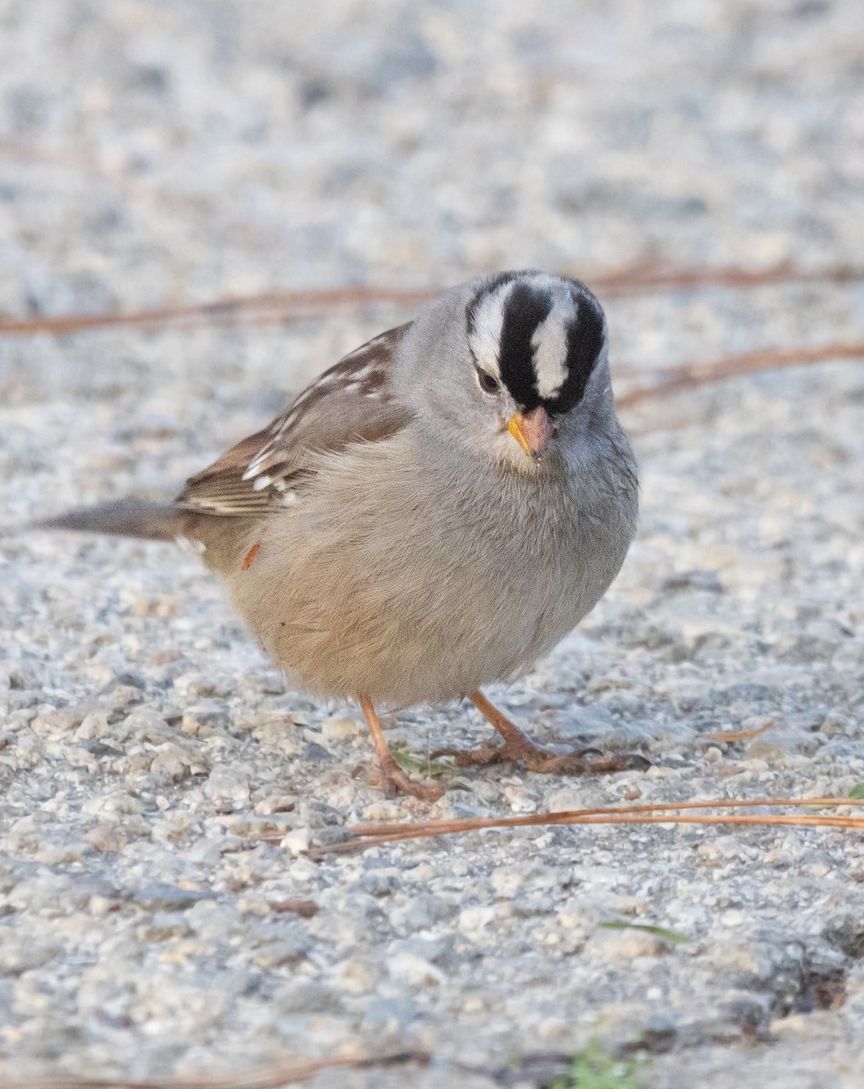 White-crowned Sparrow - ML645851659