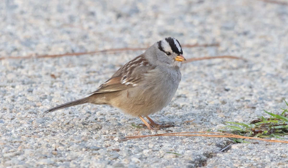 White-crowned Sparrow - ML645851660