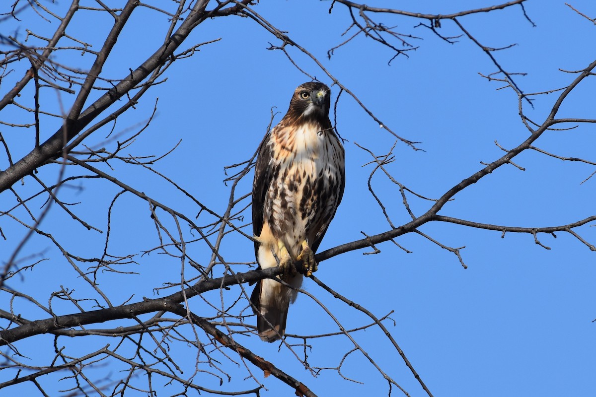 Zapelatz buztangorria - ML645851661