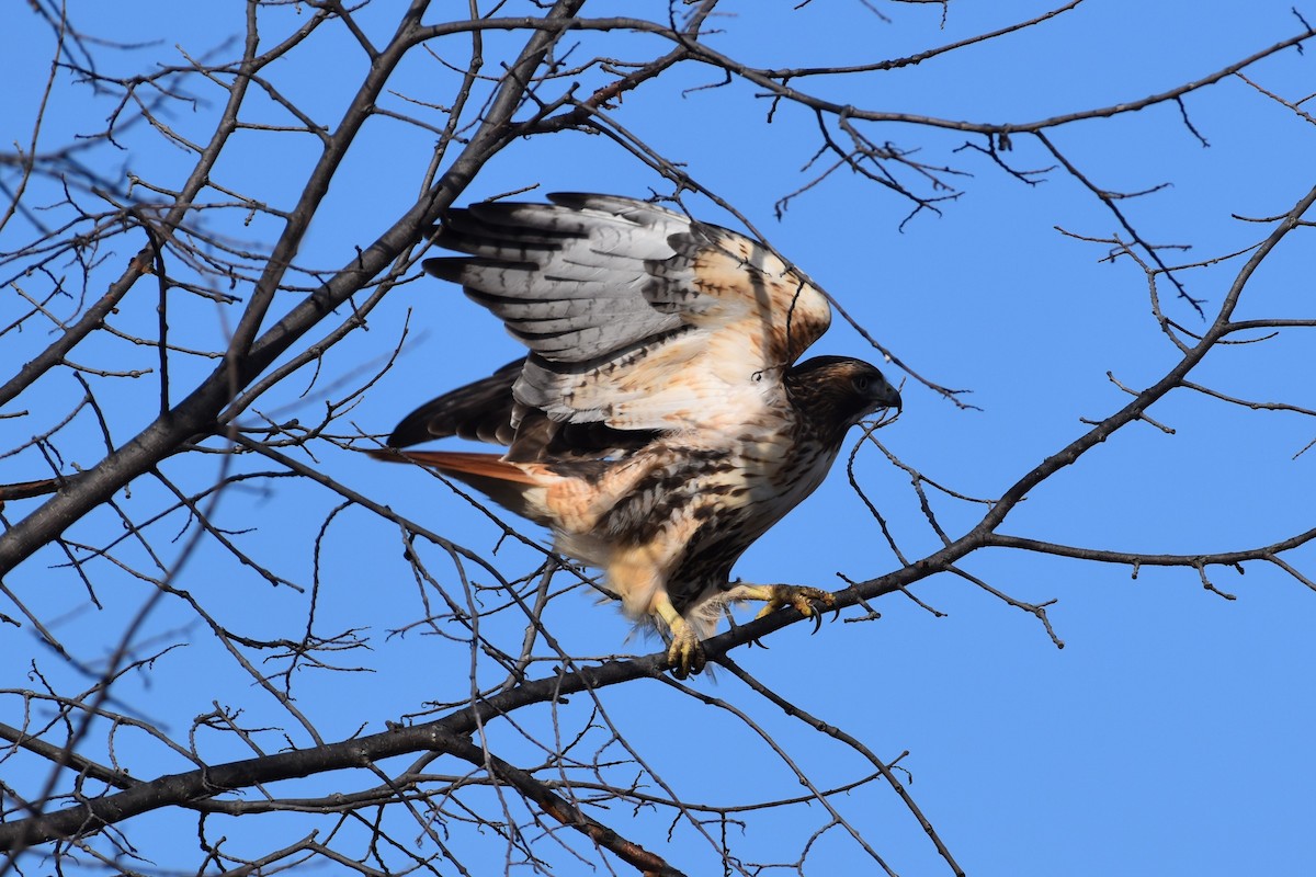 Zapelatz buztangorria - ML645851662