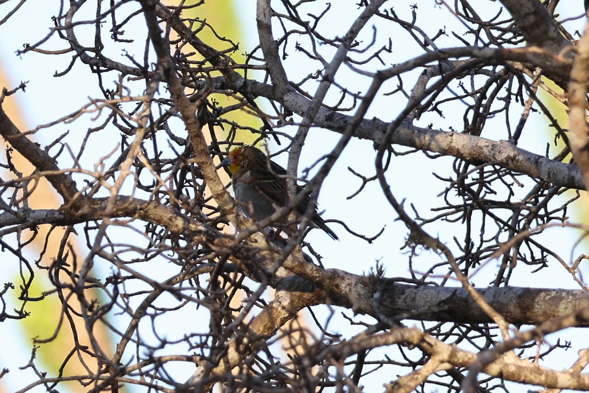 Sakalava Weaver - ML645851663