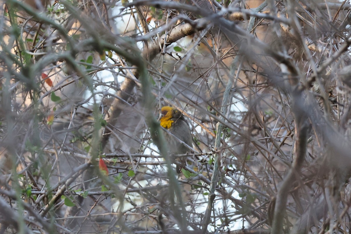 Sakalava Weaver - ML645851664