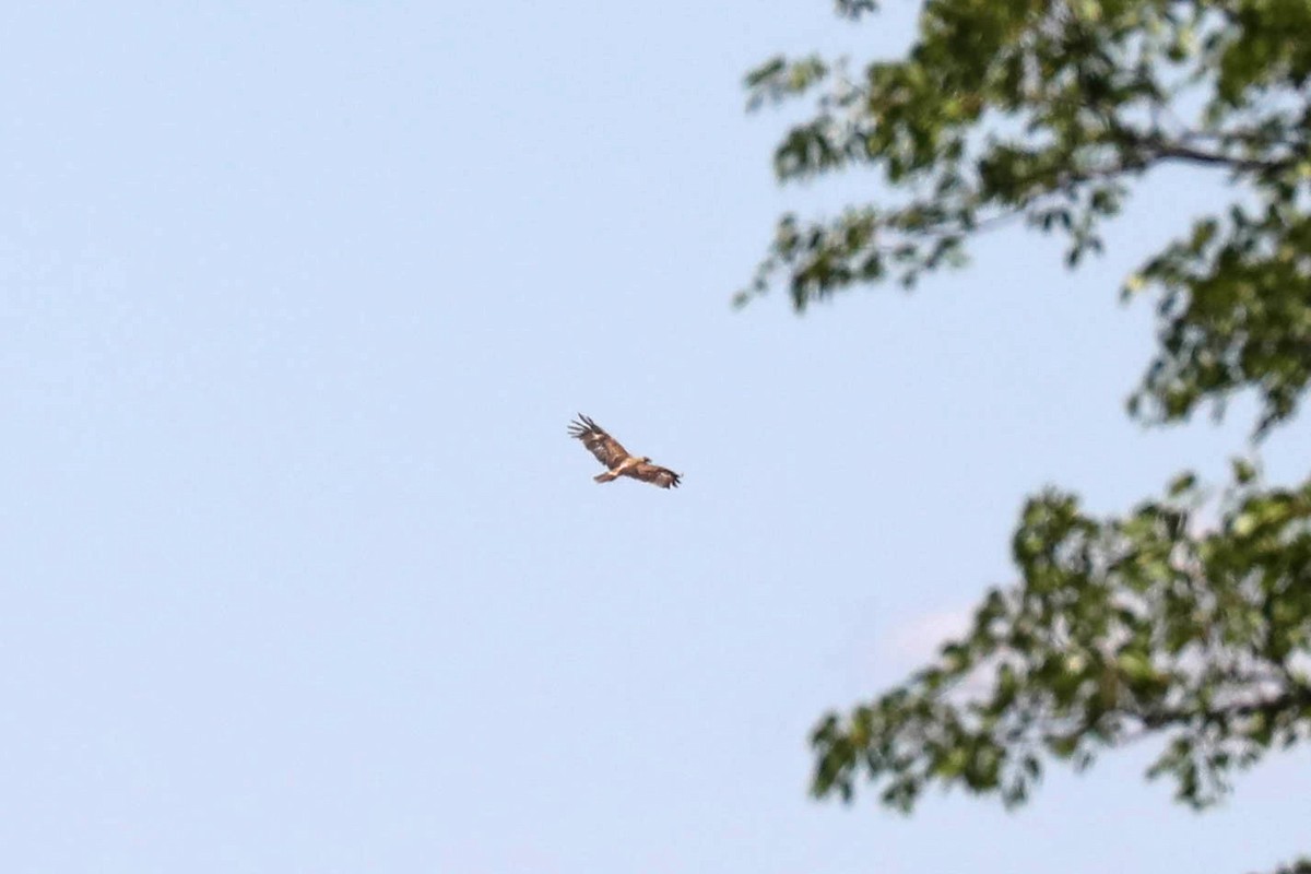 Tawny Eagle - ML645851667