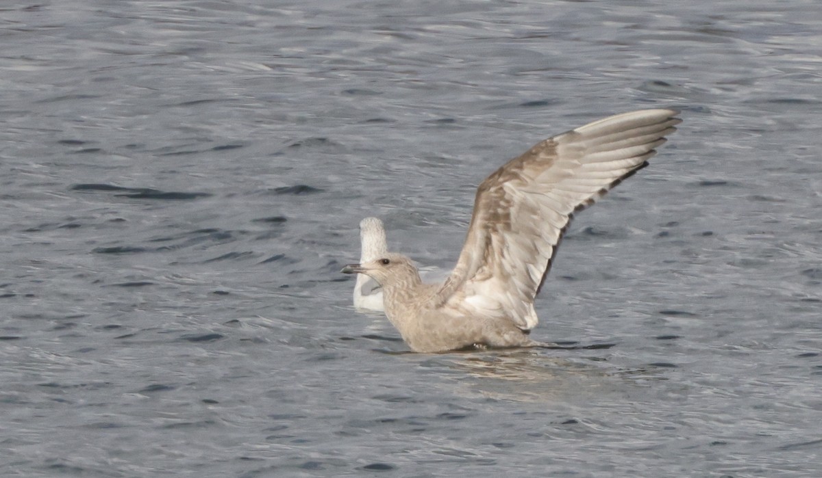 Kaio hauskara amerikarra - ML645851668