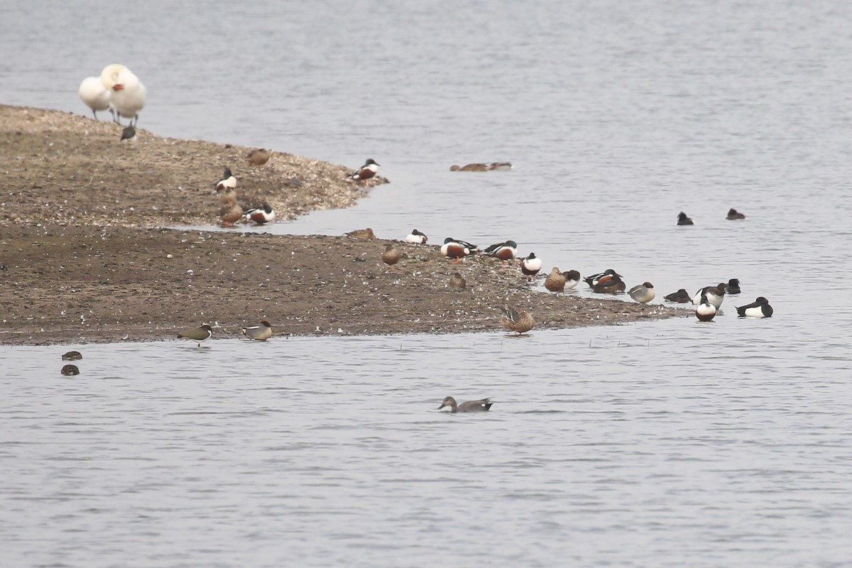 Zertzeta arrunta - ML645851669