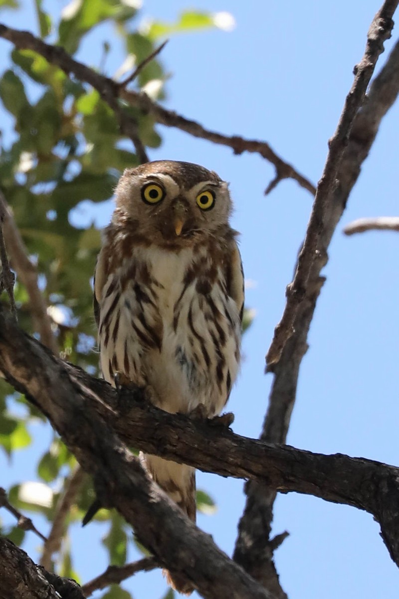 Pearl-spotted Owlet - ML645851672