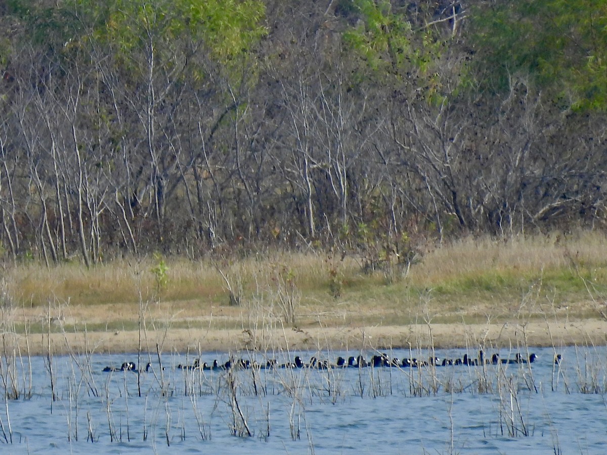 Kopetazuri amerikarra - ML645851673