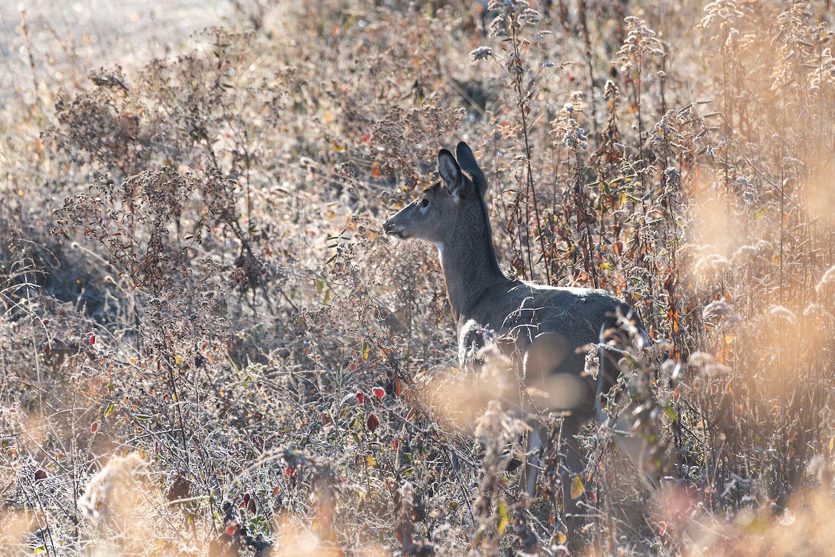 White-tailed Deer - ML645851674