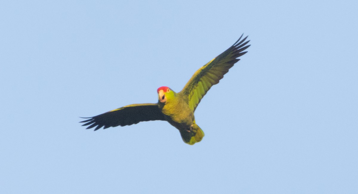 Red-crowned Amazon - ML645851677