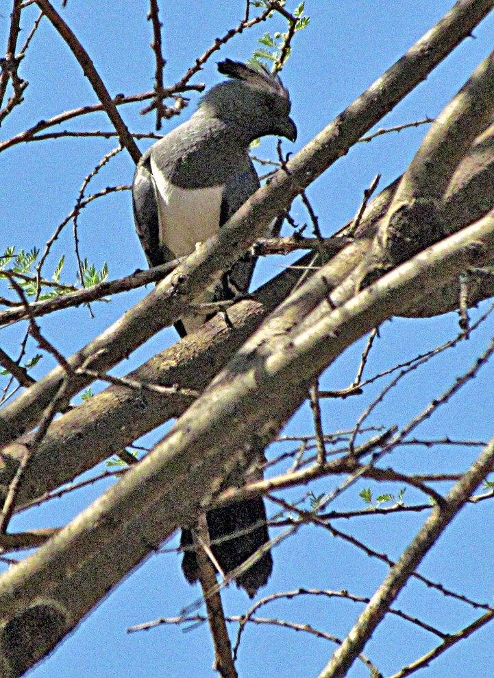 White-bellied Go-away-bird - ML645851681