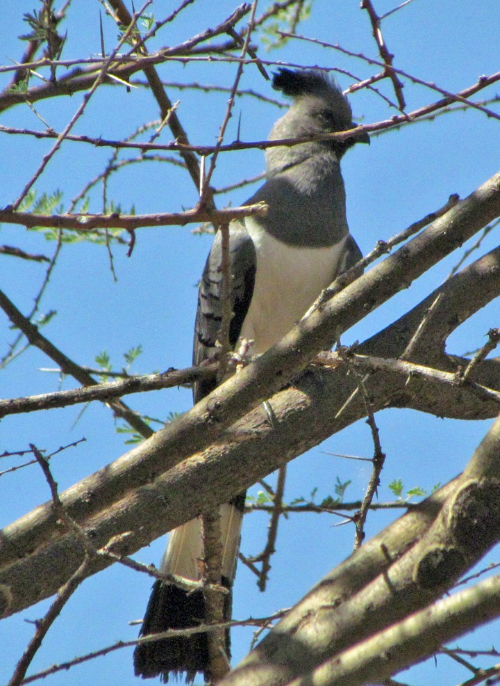 White-bellied Go-away-bird - ML645851683