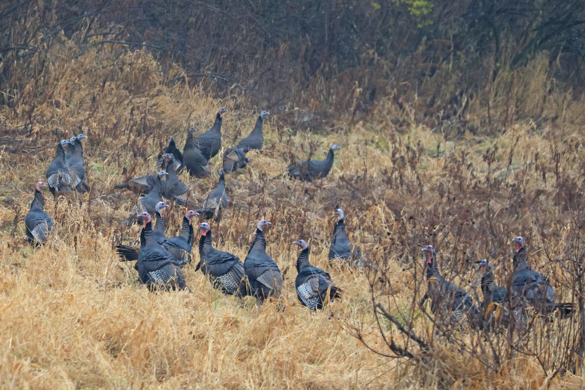 Wild Turkey - ML645851703