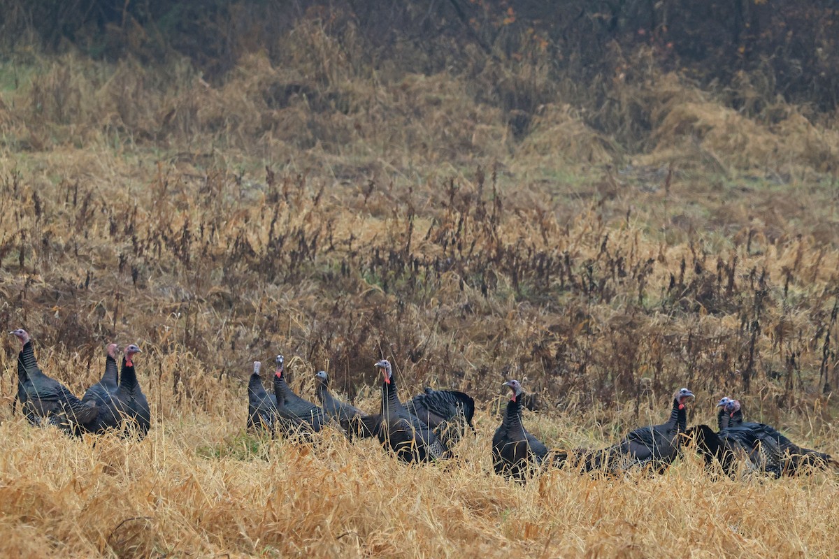 Wild Turkey - ML645851704