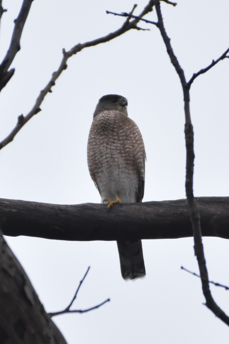 Cooper's Hawk - ML645851722