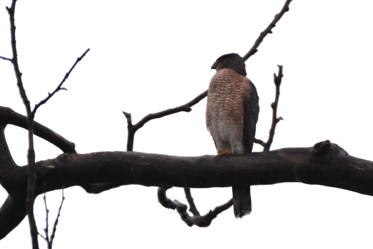 Cooper's Hawk - ML645851723