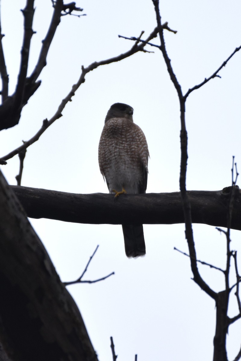 Cooper's Hawk - ML645851724