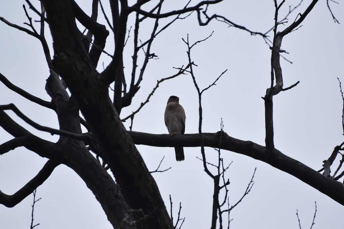 Cooper's Hawk - ML645851725