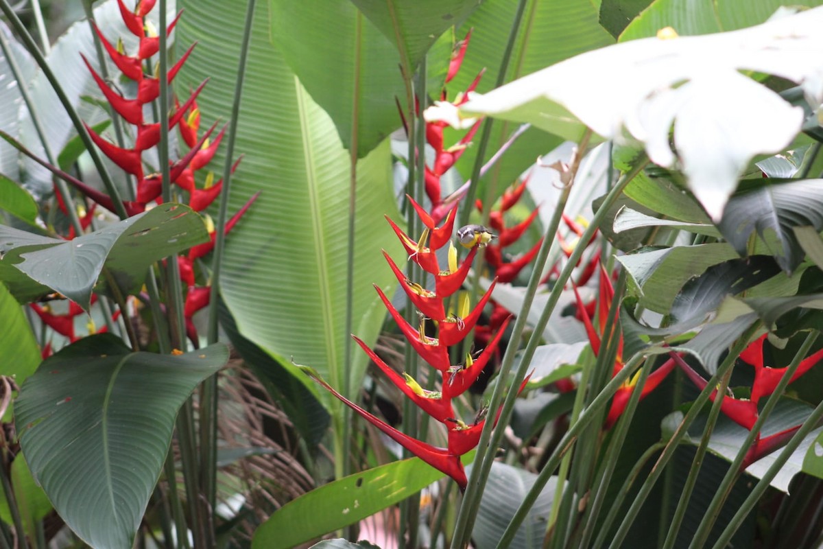 Zuckervogel - ML645851728