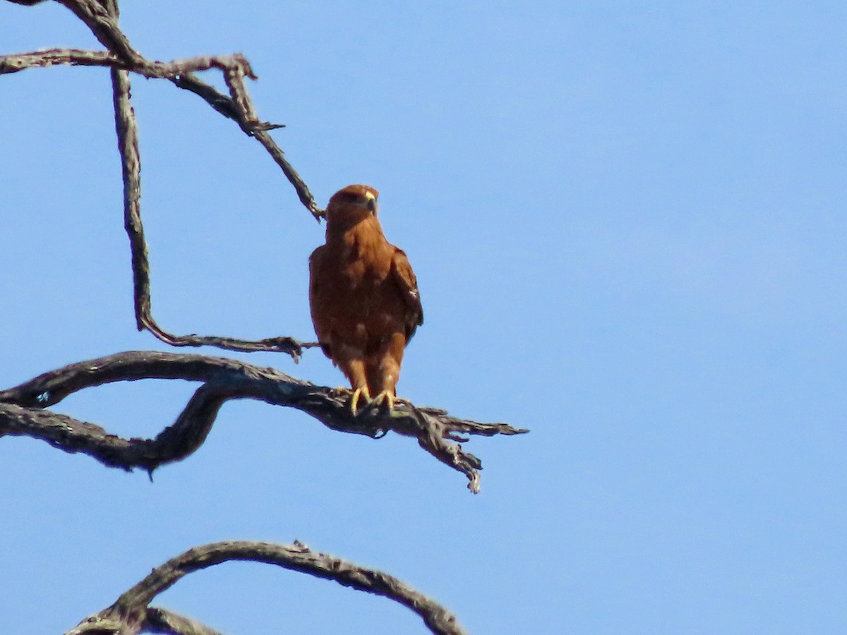 Tawny Eagle - ML645851743