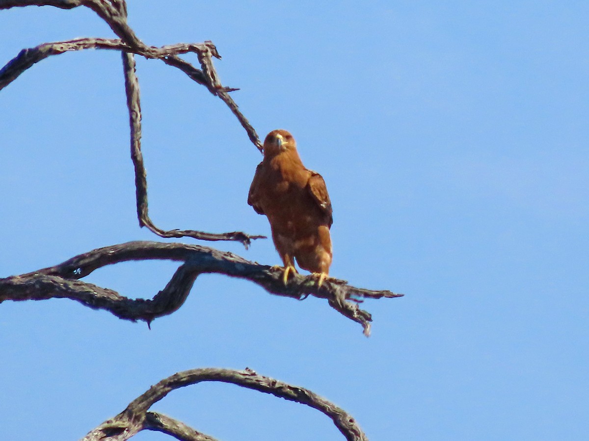 Tawny Eagle - ML645851744